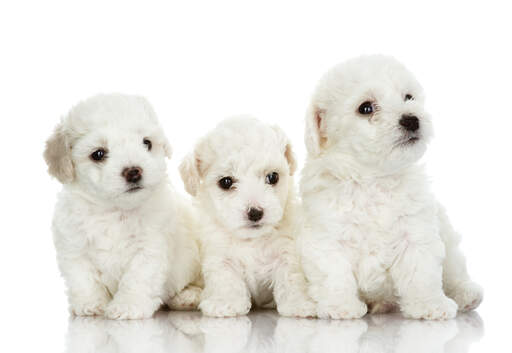 Three young Bichon Frise puppies sat closely together