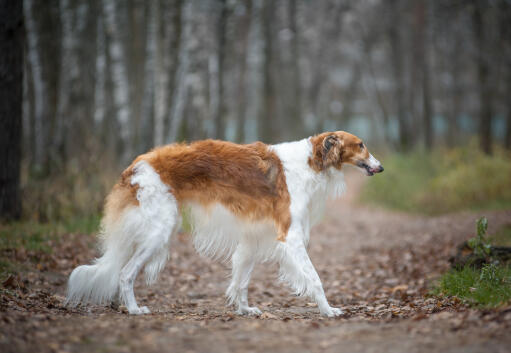 A beautiful, brown and white Borzoi, showing off its long, soft coat