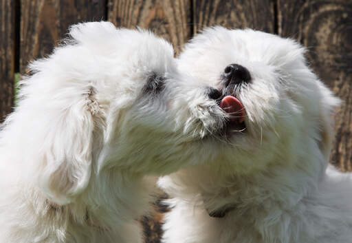 Two gorgeous Coton De Tulears having a doggy kiss