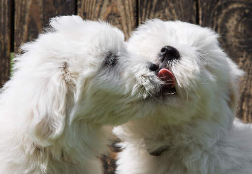 Coton de tulear cavalier king charles spaniel discount