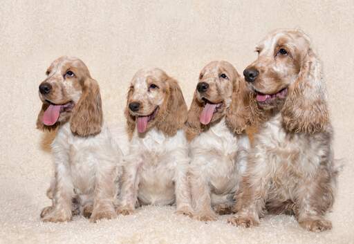 Four beautiful little English Cocker Spaniel's sitting together