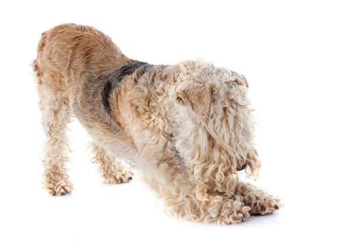 A Lakeland Terrier having a big stretch