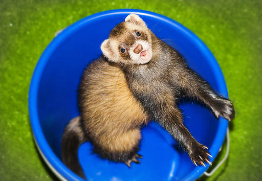 A Chocolate Ferret with a beautiful thick soft coat