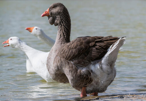 Toulouse goose paddling in the water