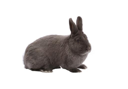 The beautiful short ears of a Vienna rabbit