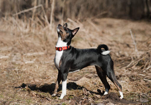 A young, black Basenji with beautiful pointed ears