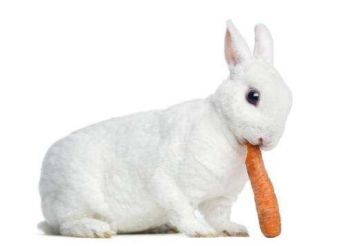 A lovely little Mini Rex rabbit eating a carrot