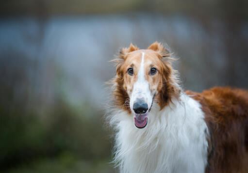 A close up of a Borzoi's lovely long nose and beautifully soft coat