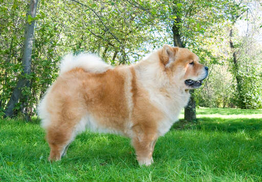Chow chow discount keeshond