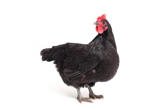 Australorps-Chicken-White-Background