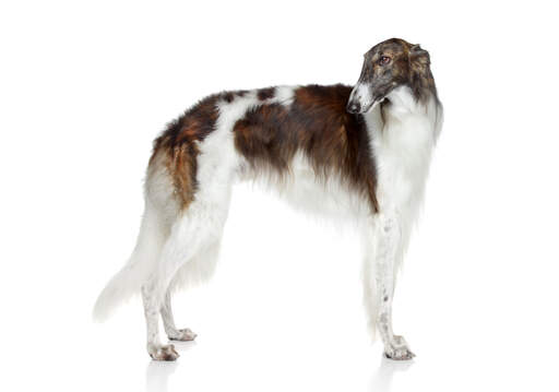 An adult Borzoi with a lovely healthy coat