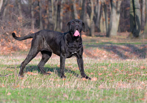 Black hotsell neapolitan mastiff