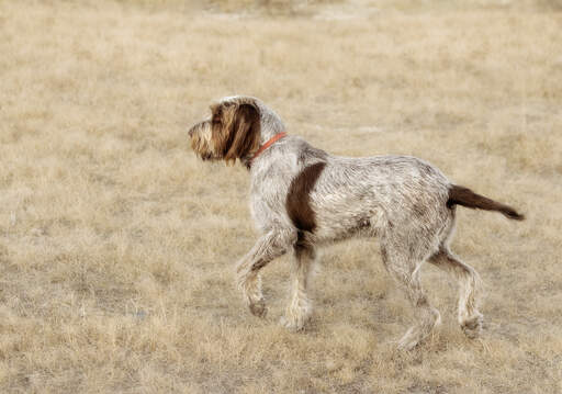 A Spinone Italiano showing off it's soft, wiry coat and pointed tail