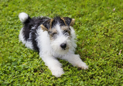 A young Wire Fox Terrier lying on the grass, ready to play