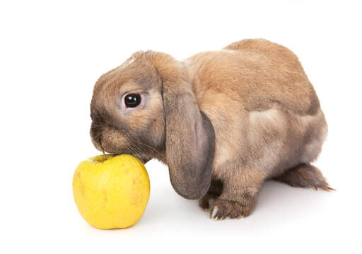 A close up of a Dwarf Lop rabbit's big beautiful eyes