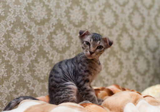 Ukranian Levkoy kitten against ornate wallpaper