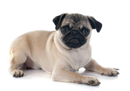 A lovely little Pug puppy lying ready to play