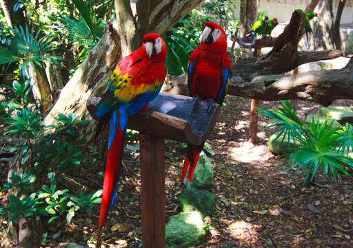 The beautiful, red, blue, and yellow feathers of the Scarlet Macaw