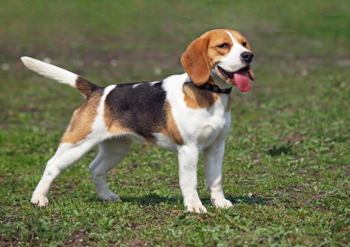 A Beagle pup with it's tongue out and tail in the air