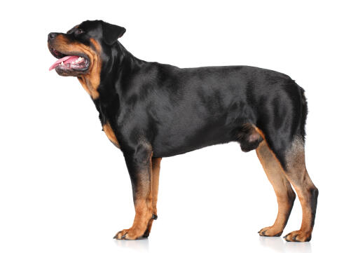 A gorgeous adult male Rottweiler standing tall, showing off its muscular physique