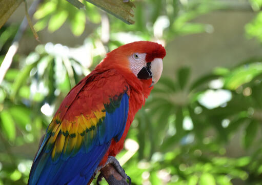 A Scarlet Macaw's incredibly bright colour pattern