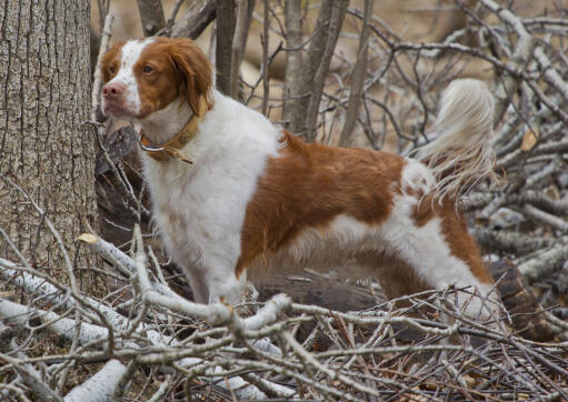 A healthy, adult Brittany, showing off it's beautiful long body, and big bushy tail