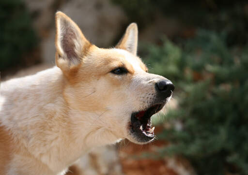 A beautiful light coated Canaan barking