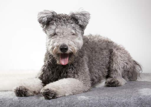 A Hungarian  Pumi with a grey fluffy coat