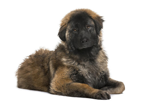 A young Leonberger with a scruffy coat, lying beautifully on the floor