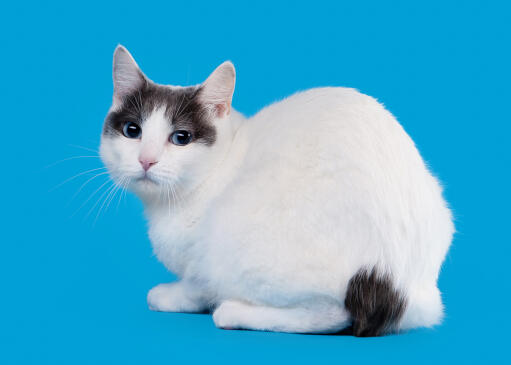 A Japanese Bobtail cat lying down