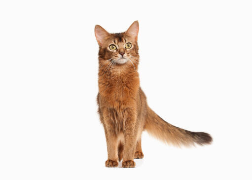 A Somali cat standing proud