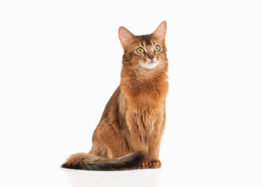 A happy Somali cat sitting