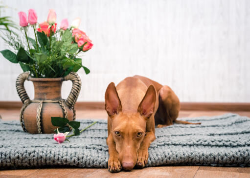 Cute Cirneco Dell'Etna laying down next to a vase of flowers