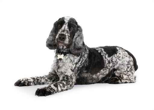 A black and white young adult English Cocker Spaniel with a well groomed coat