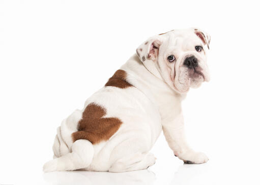 White english bulldog sales