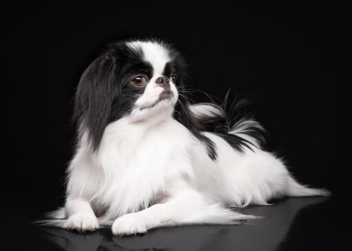 A Japanese Chin lying down, showing off it's lovely long ears and short nose