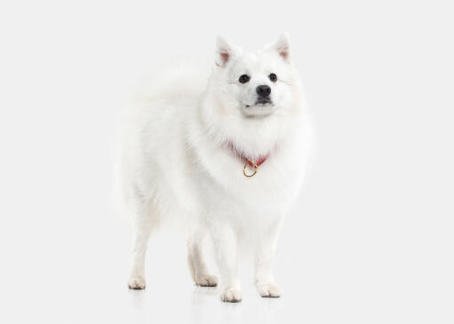 A Japanese Spitz standing tall showing off it's bushy tail and pointed ears