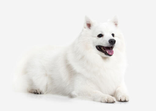 A beautiful adult Japanese Spitz lying down neatly, showing off it's thick coat