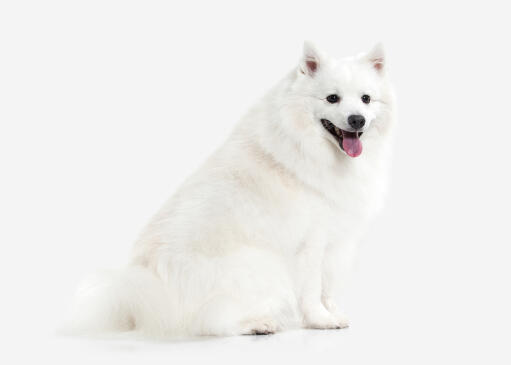 A healthy adult Japanese Spitz with an incredible thick white coat