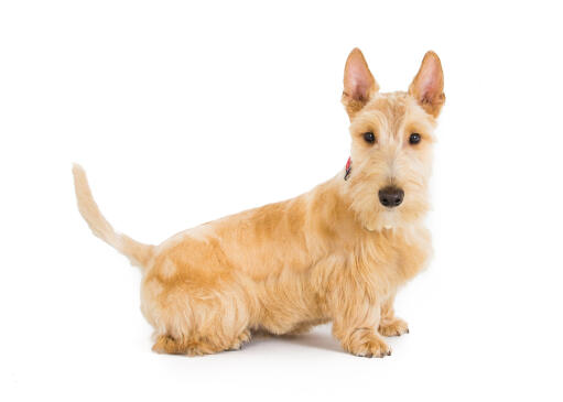 A blonde Scottish Terrier with a lovely, soft coat and swooping tail