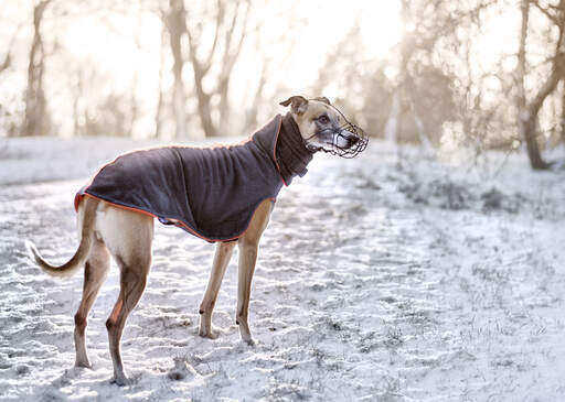 A healthy, adult Whippet enjoying a walk outside in the snow