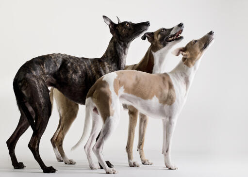 Best dog food shop for whippets