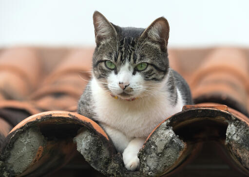 American wirehair cat lying on a tilled roof