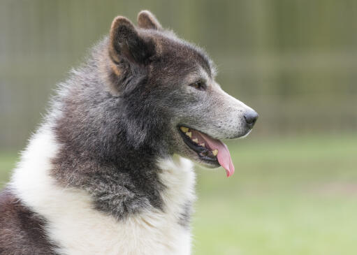 Close up side profile of Canadian Eskimo Dog