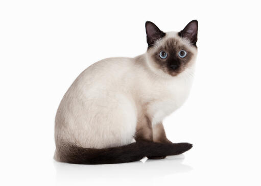 Thai cat sitting against a white background