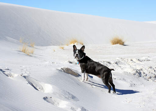 A beautiful, little Boston Terrier enjoying some exercise in the snow
