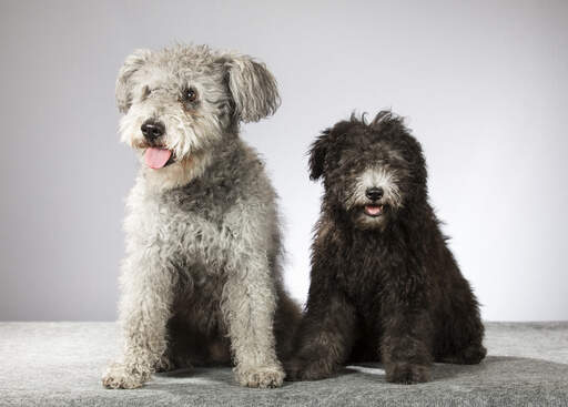 Pumi dog outlet