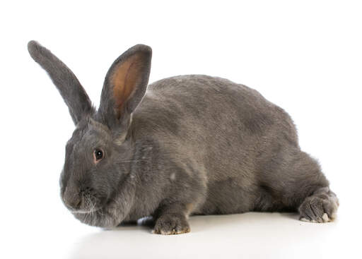 A Flemish Giant rabbit wonderful big ears and big feet