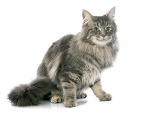 A Turkish Angora with alert eyes