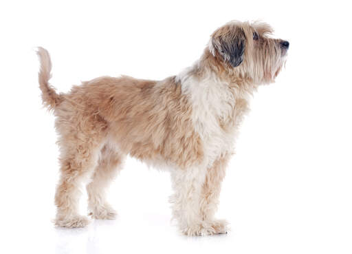 A brown and white Tibetan Terrier with an incredibly soft coat